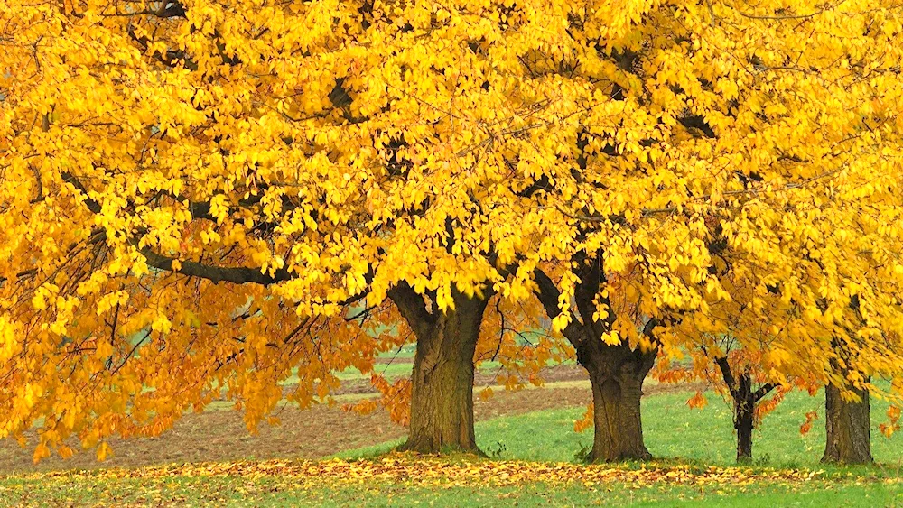 Late yellow Davis leaves