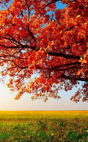 Autumn tree