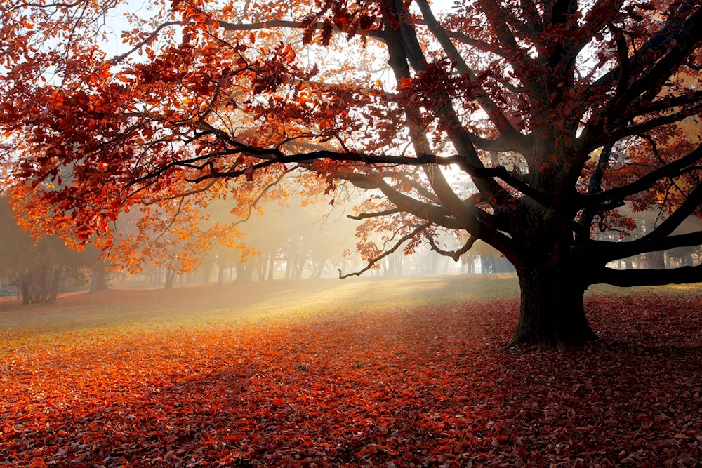 Autumn tree