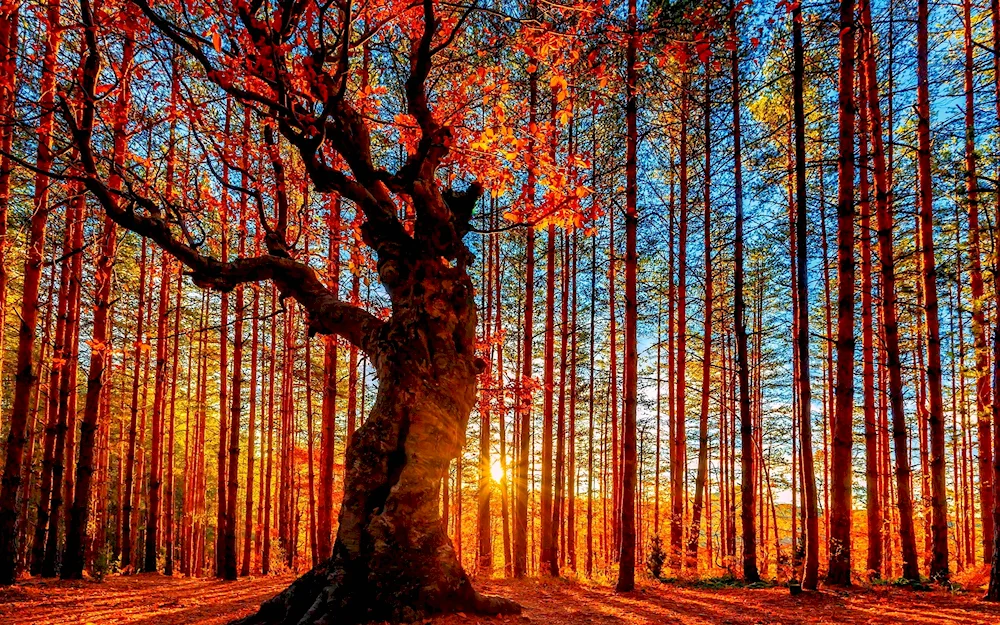 Autumn tree