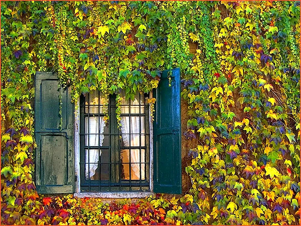 Outside window autumn