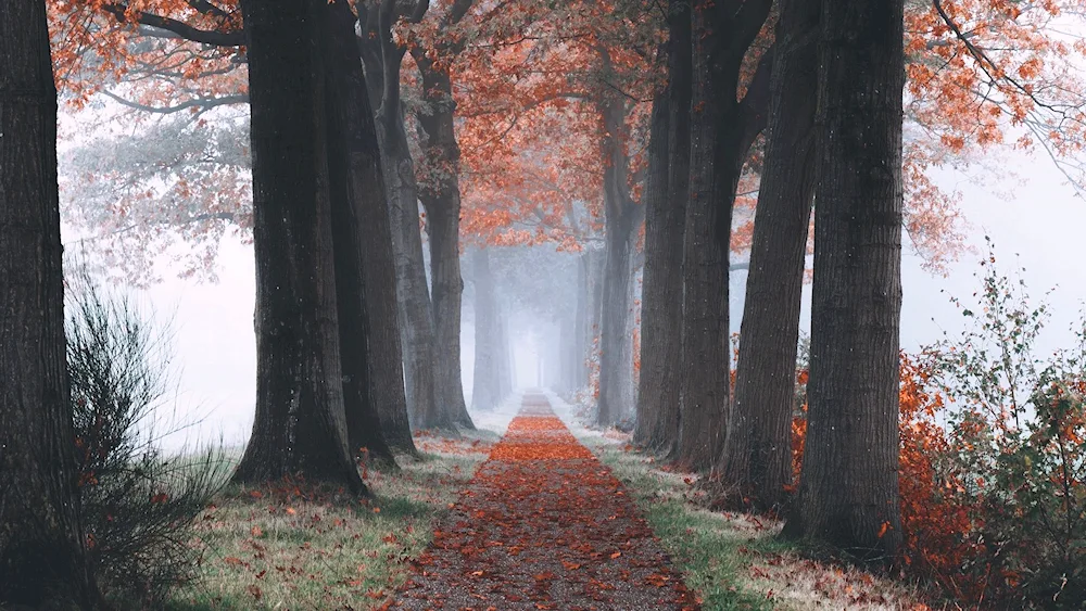 Autumn alley