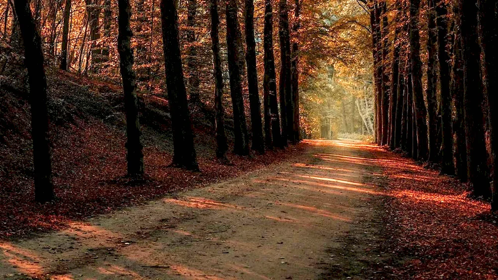 Autumn road