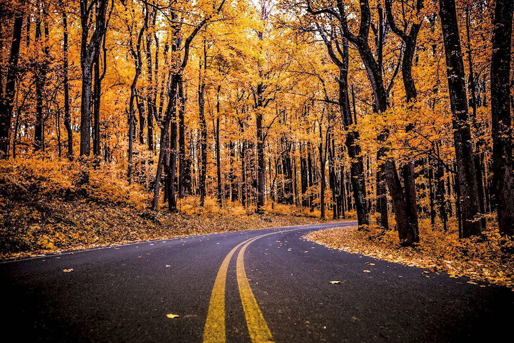 Autumn road