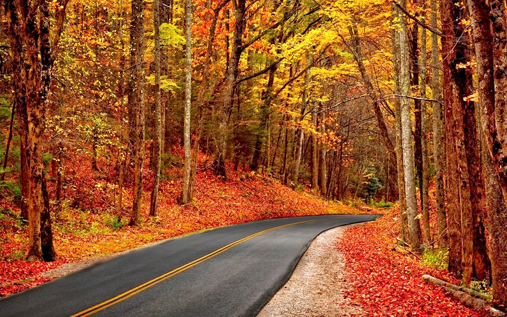 Autumn road