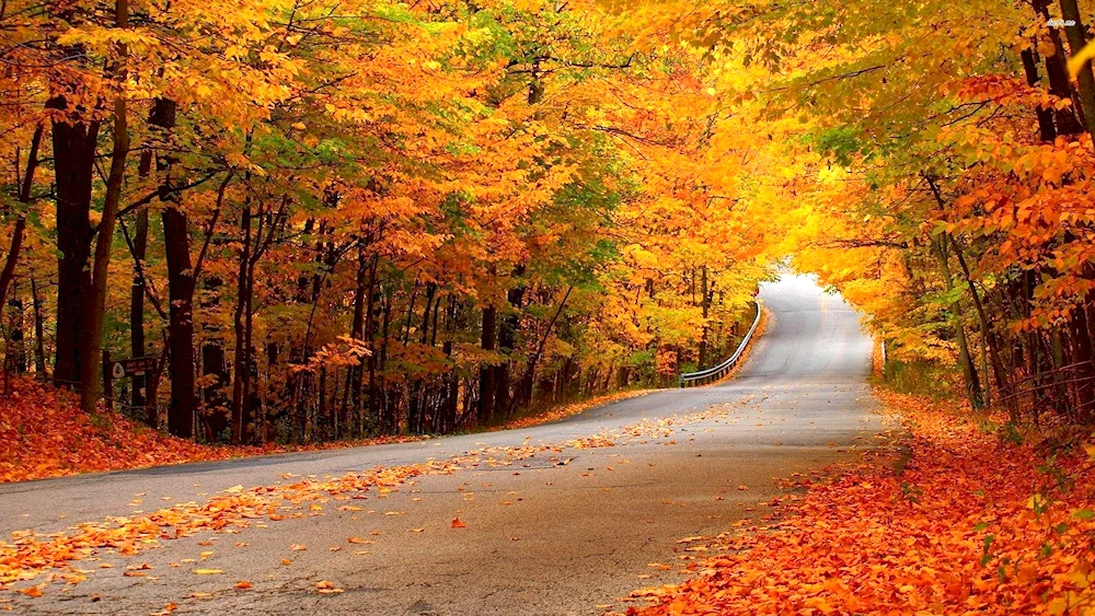 Autumn tree