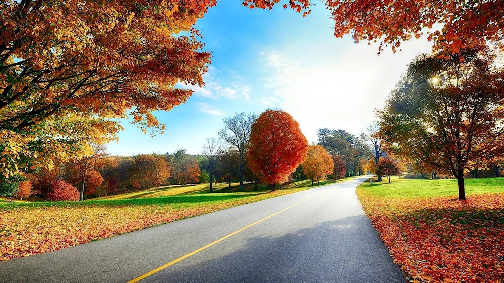 Autumn tree