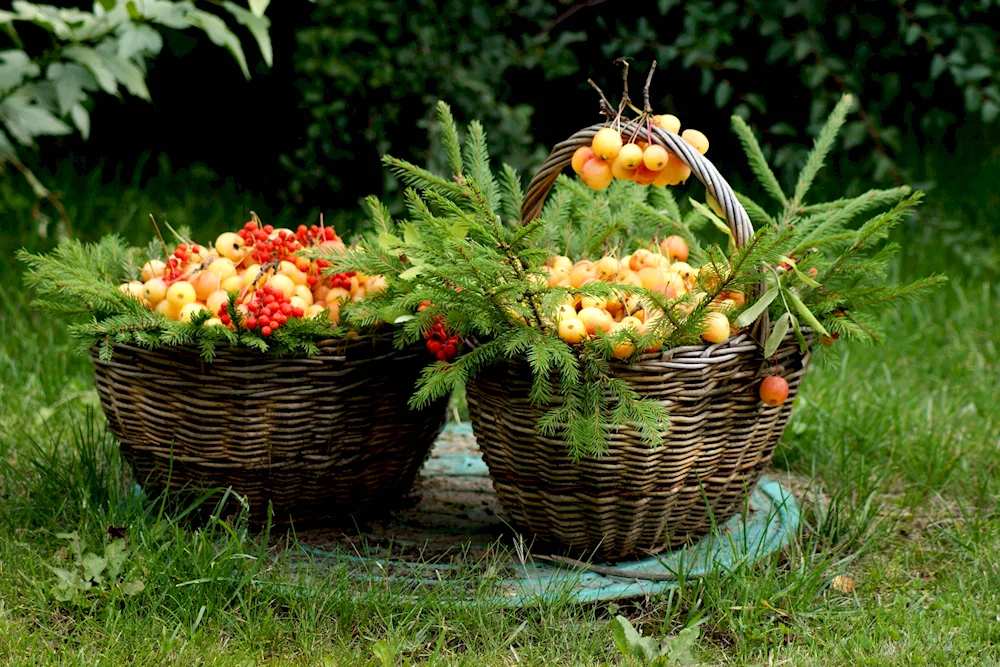 Strawberry basket