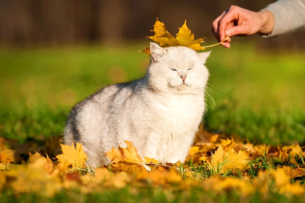 Cats in autumn