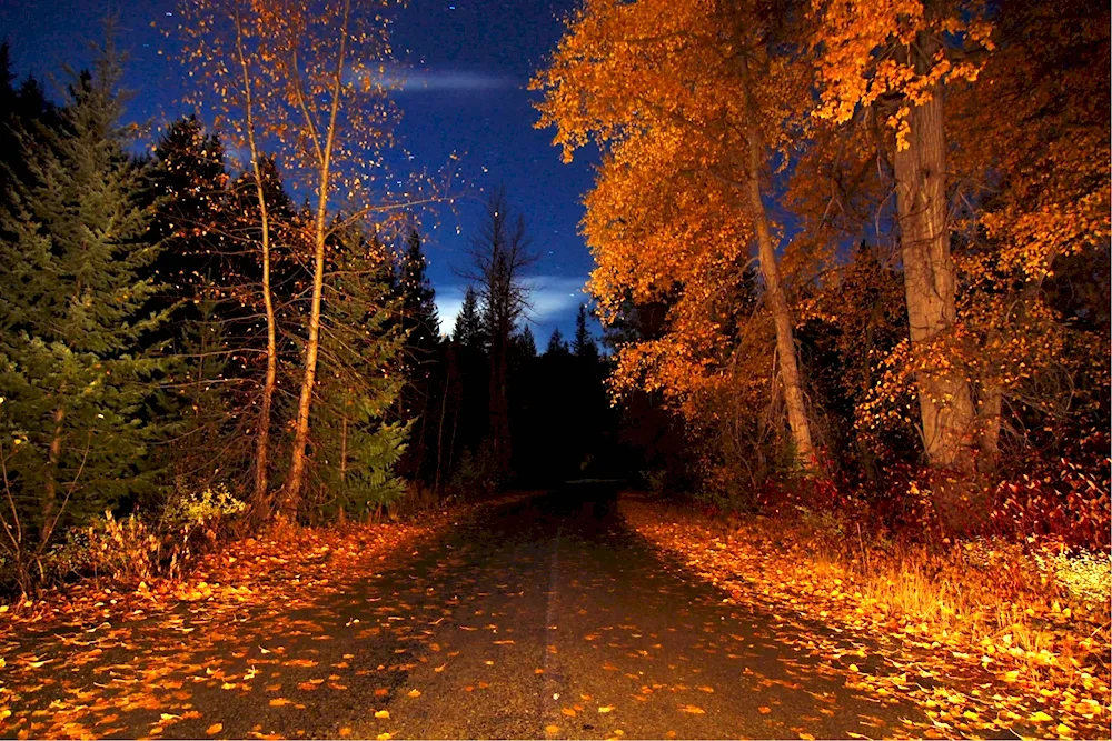 Autumn night