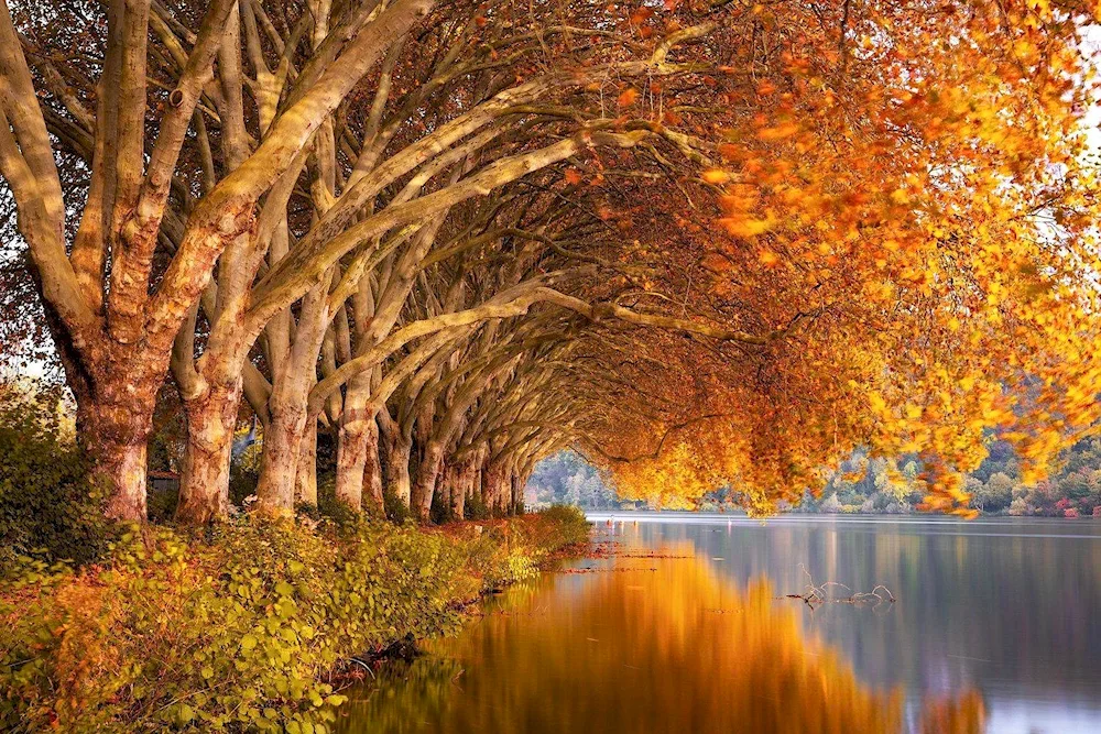 Naryshkin pond in autumn