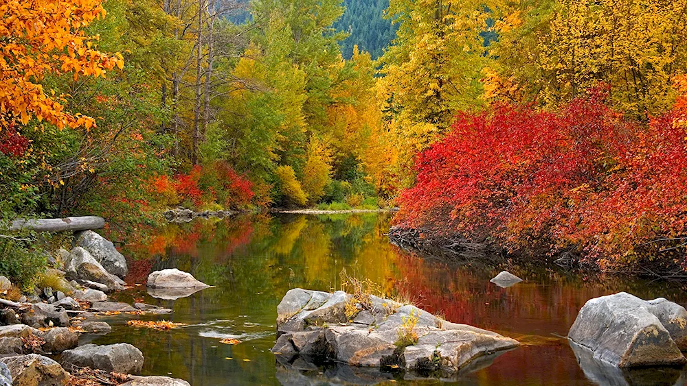 Autumn nature