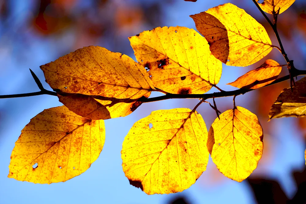 Autumn ash leaves