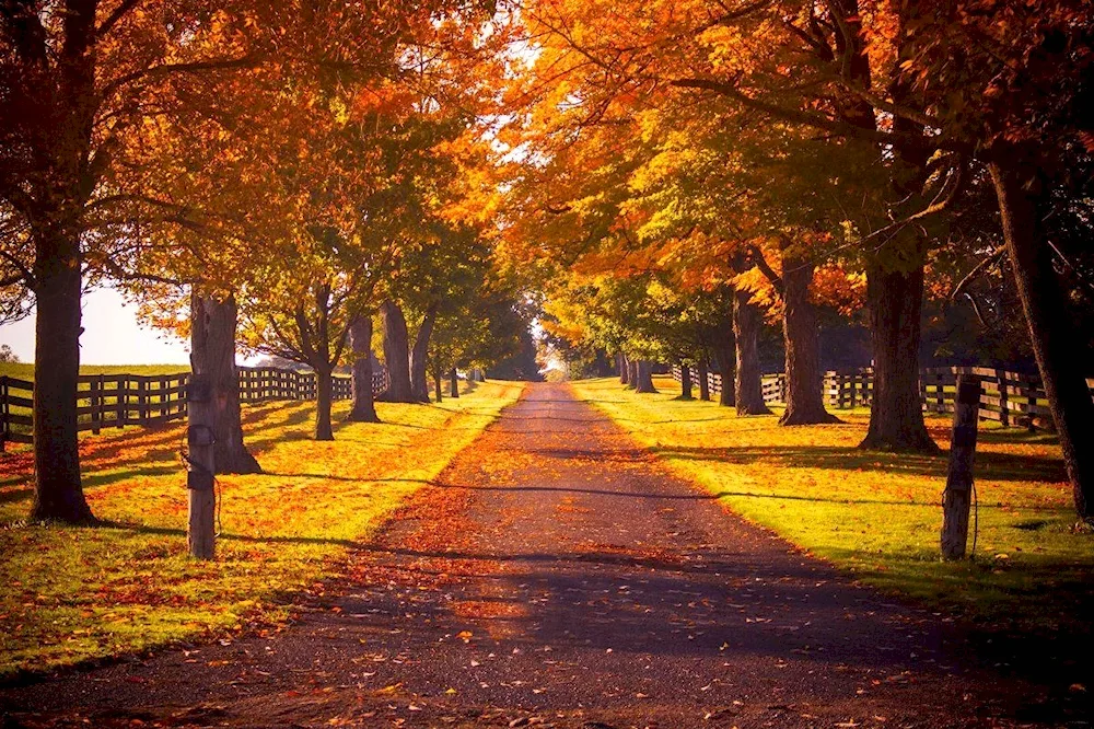 Autumn Alleys of the park