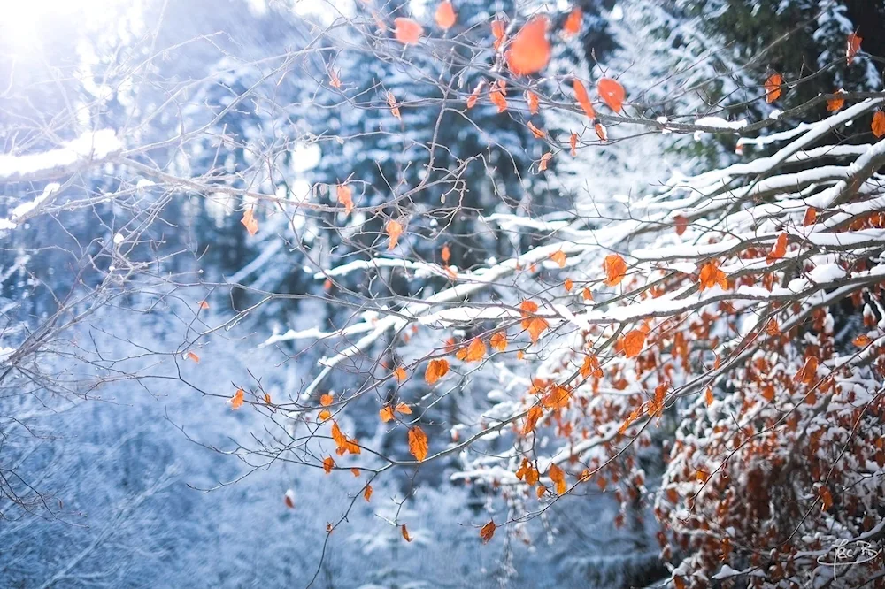 Early winter
