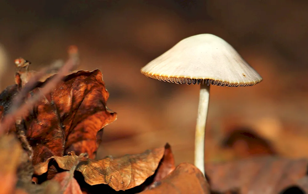 Mushrooms and nuts