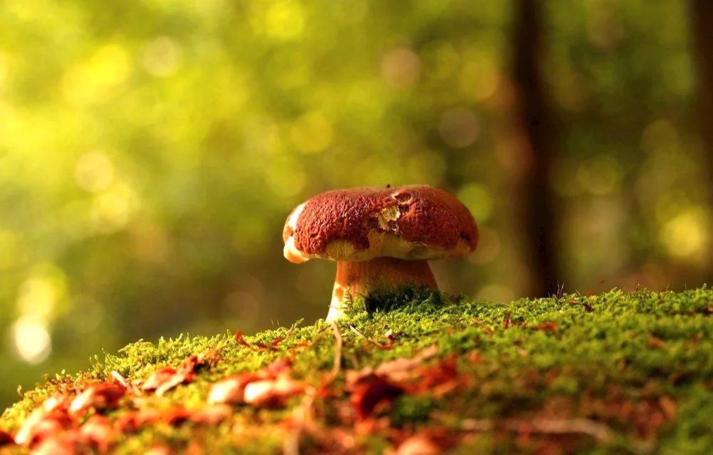 Autumn mushrooms