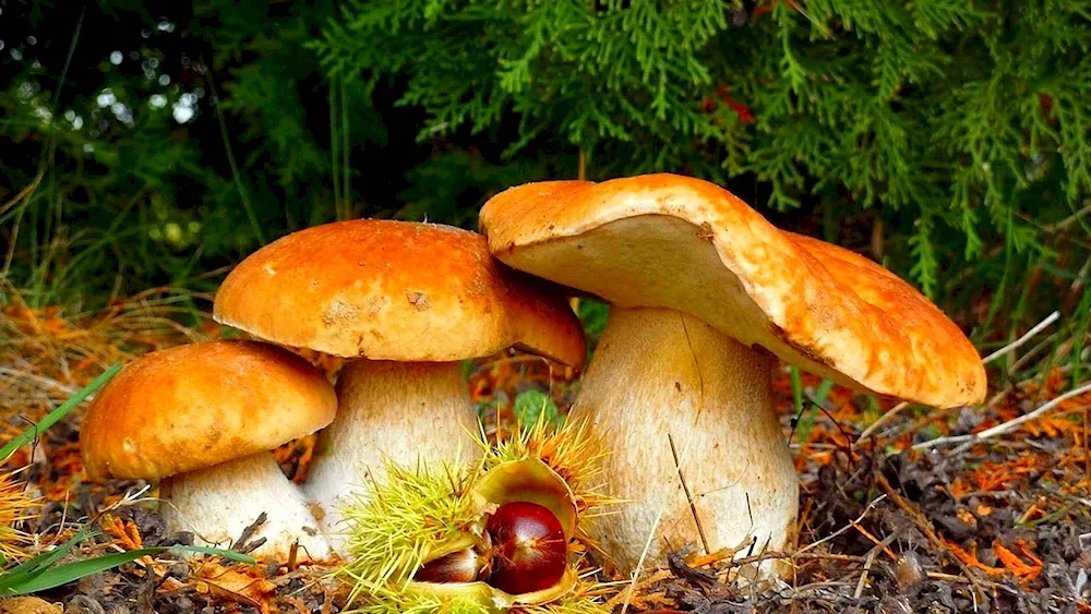 Autumn mushrooms mushrooms