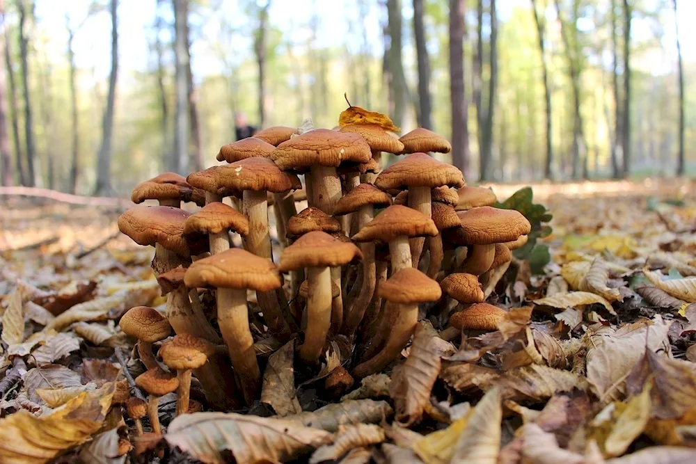 Autumn mushrooms of Moldavia