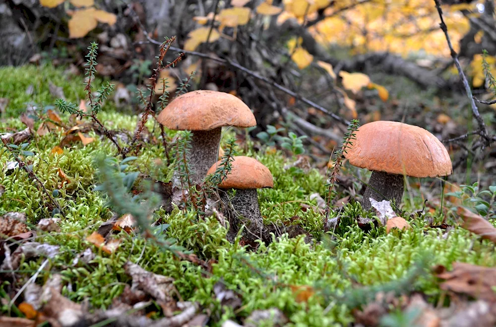 Autumn mushrooms Podosinoviks