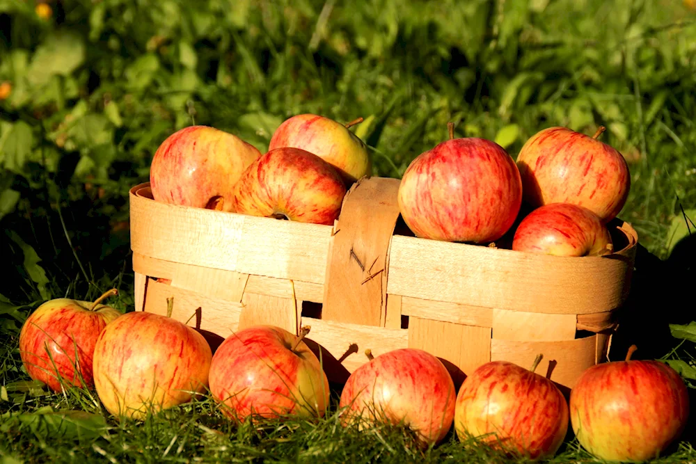 A basket of apples