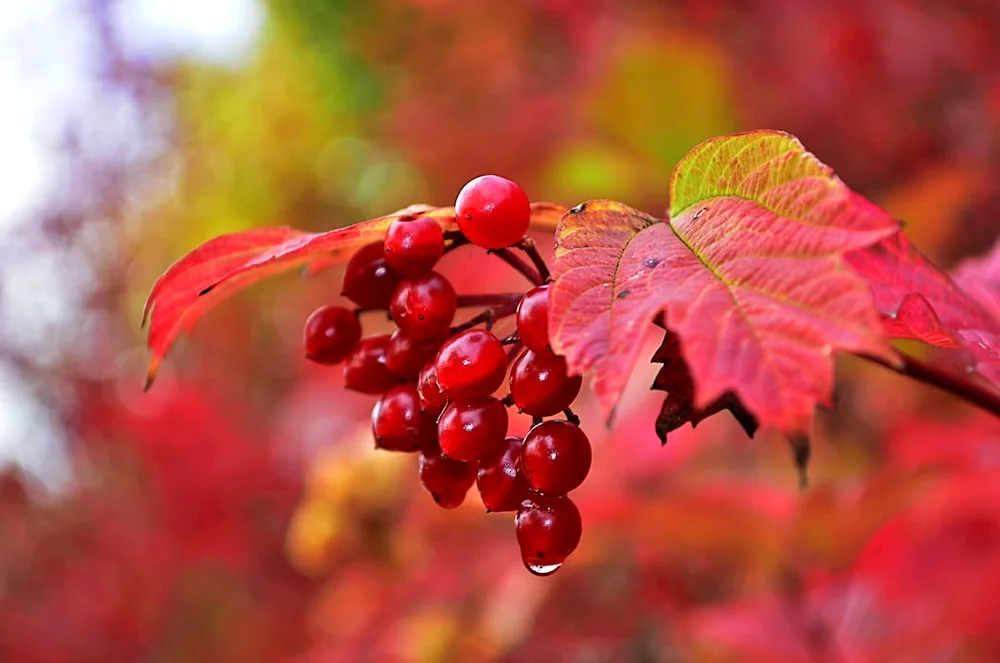 Common mountain ash Wefed