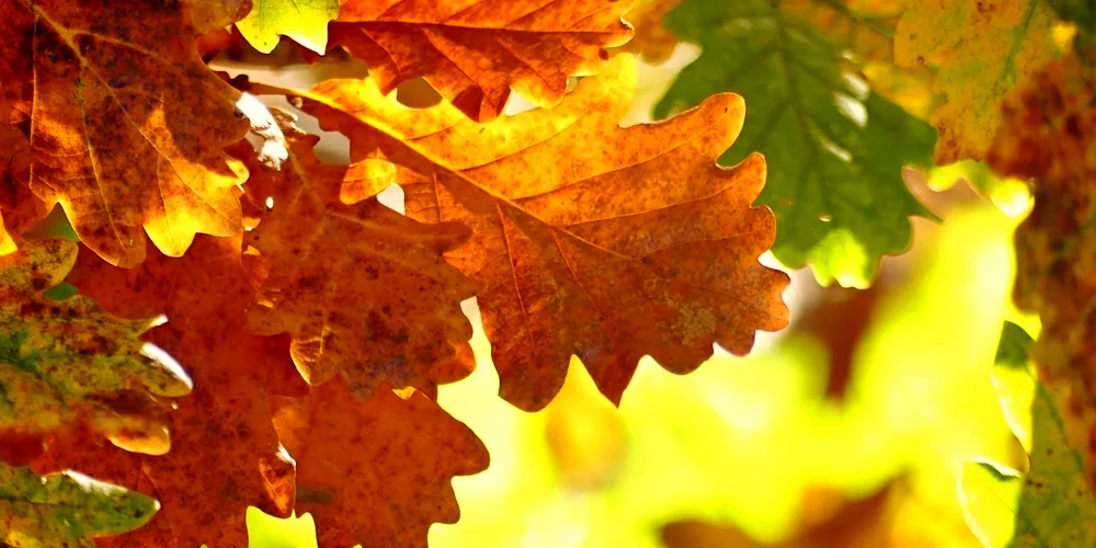 Autumn oak leaf