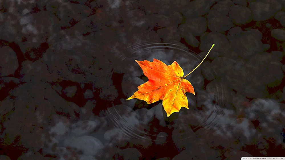 Autumn maple leaves