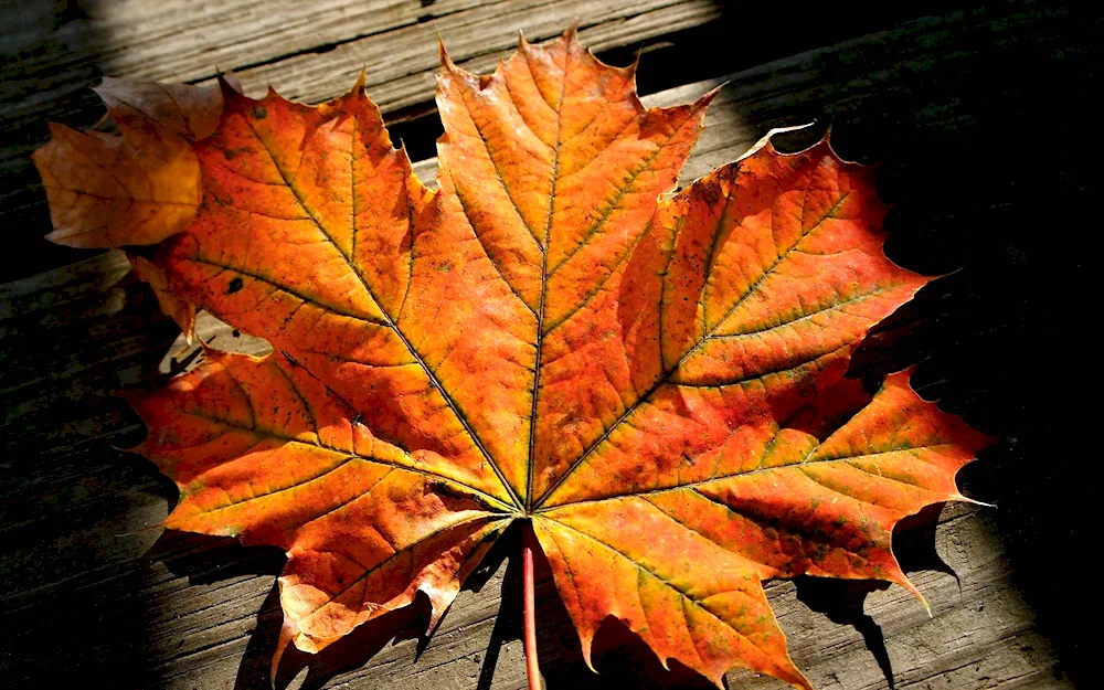 Autumn maple leaves