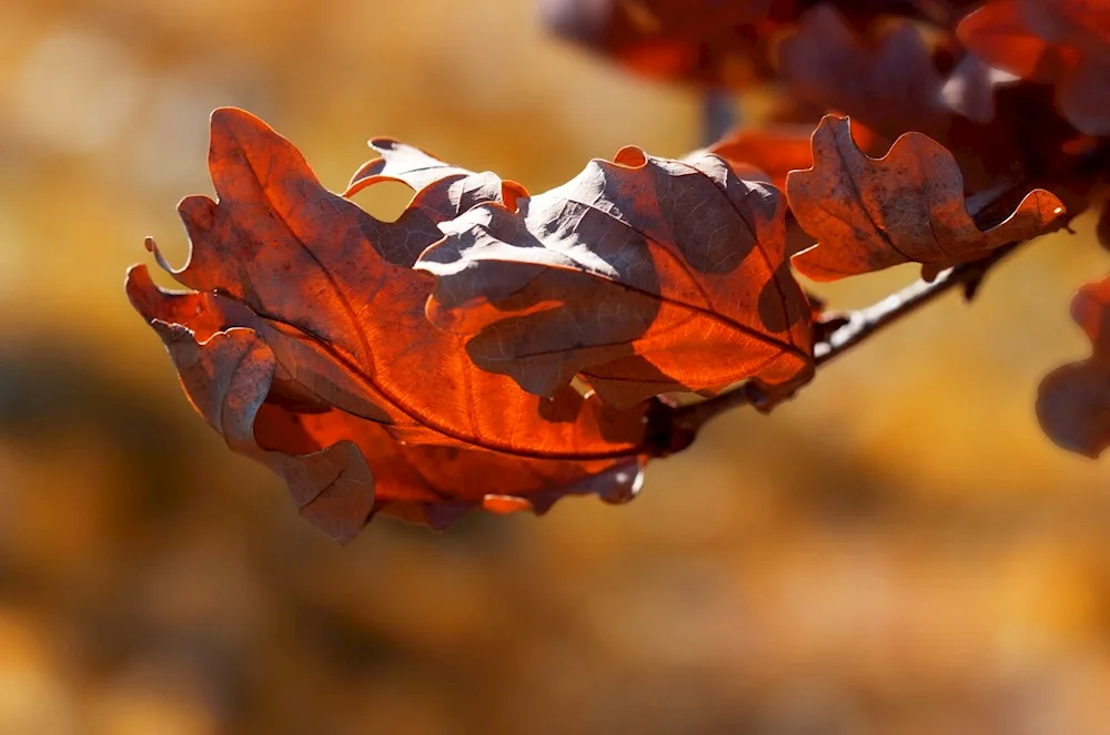 Autumn oak leaf