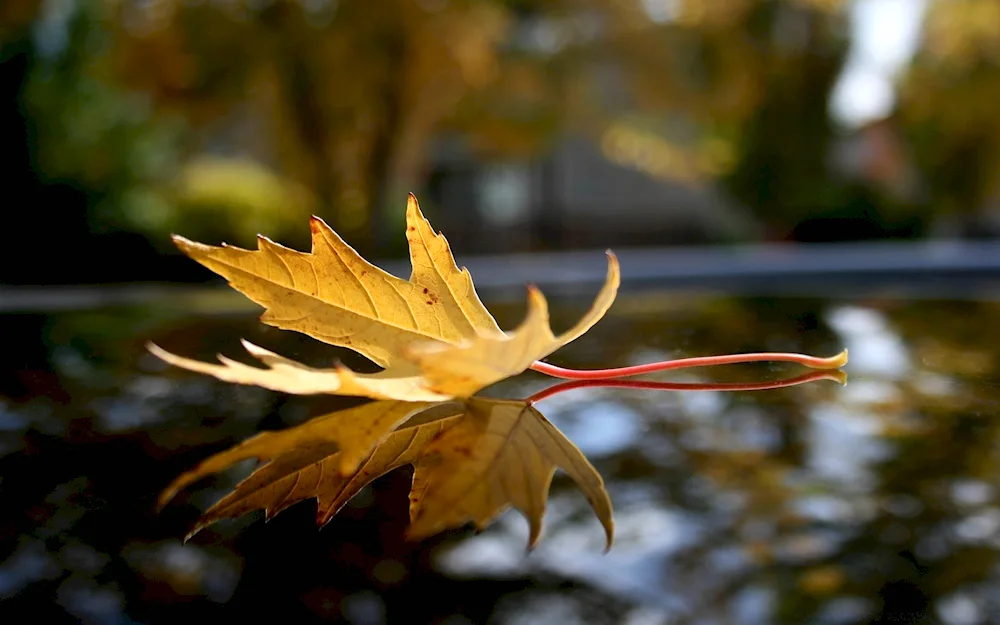 Red autumn maple leaf