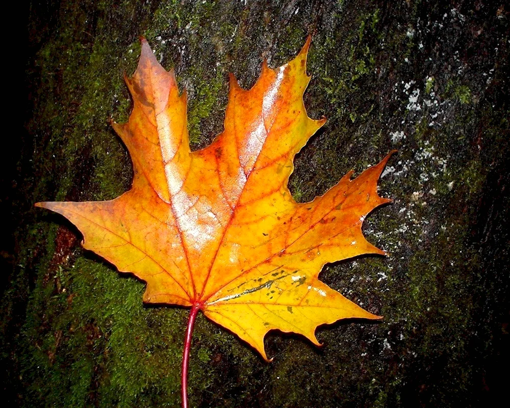 Maple maple leaf background