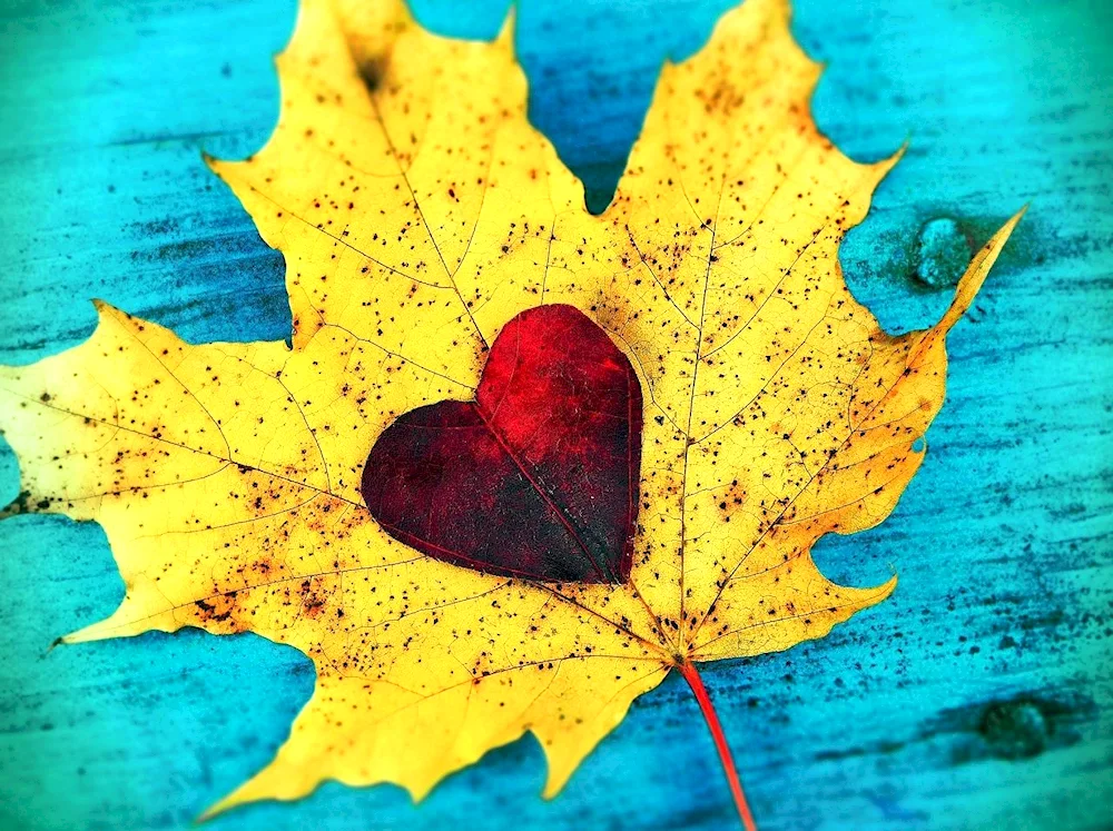 Autumn leaves heart