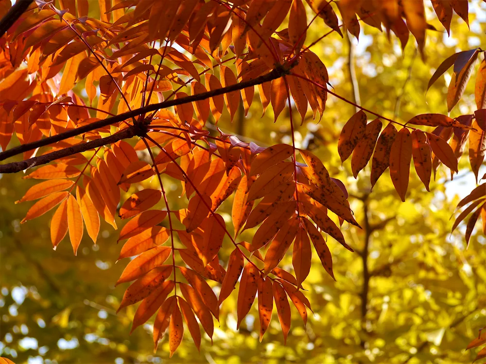 Autumn twigs