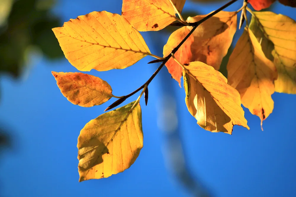 Fall leaves