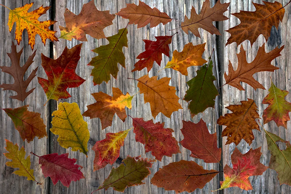 Maple leaf herbarium