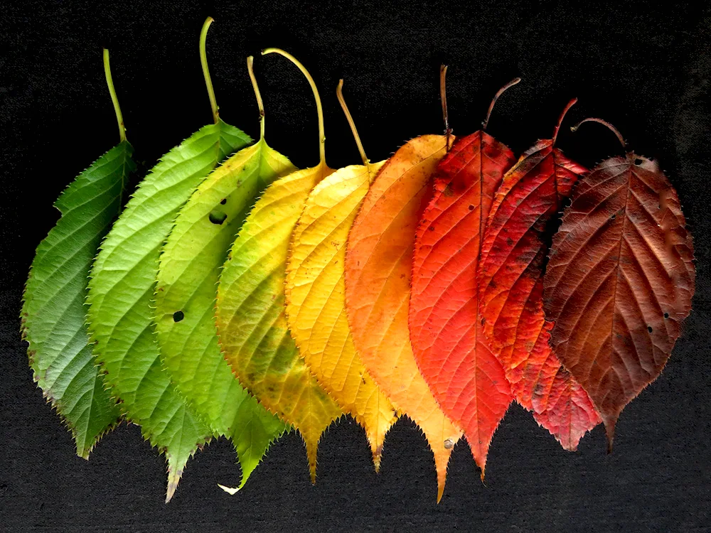 Buransviva tree leaves