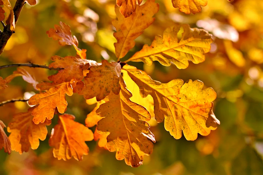 Oak leaf in autumn