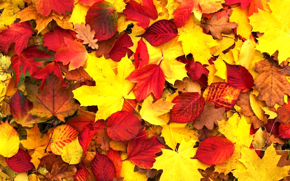 Autumn leaves background