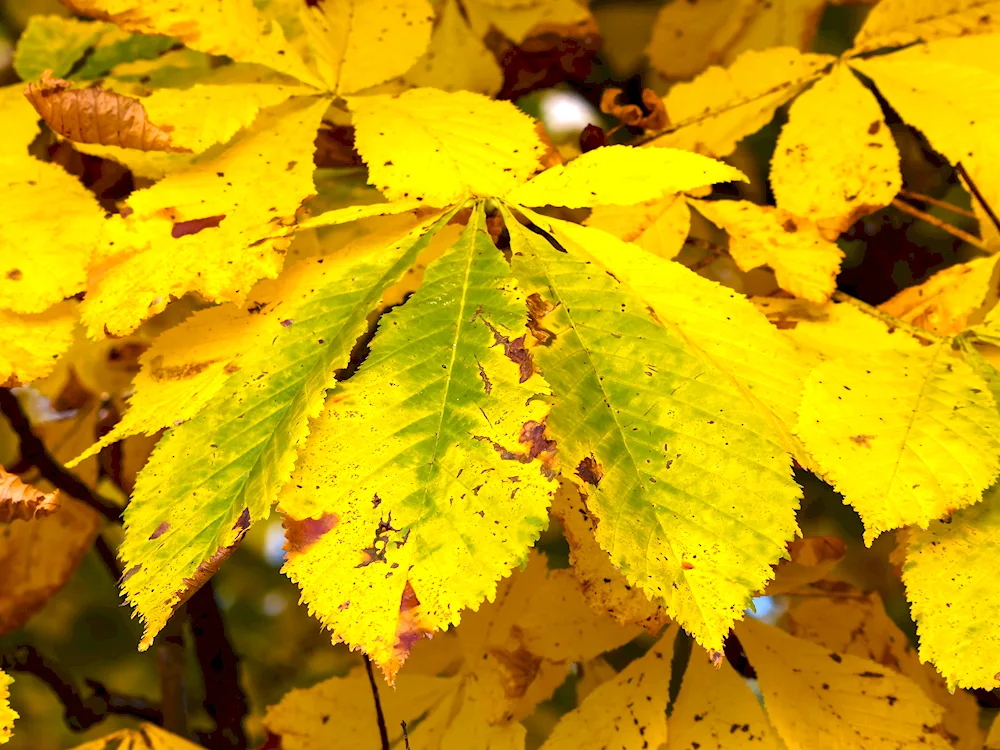 Autumn leaves photo with names