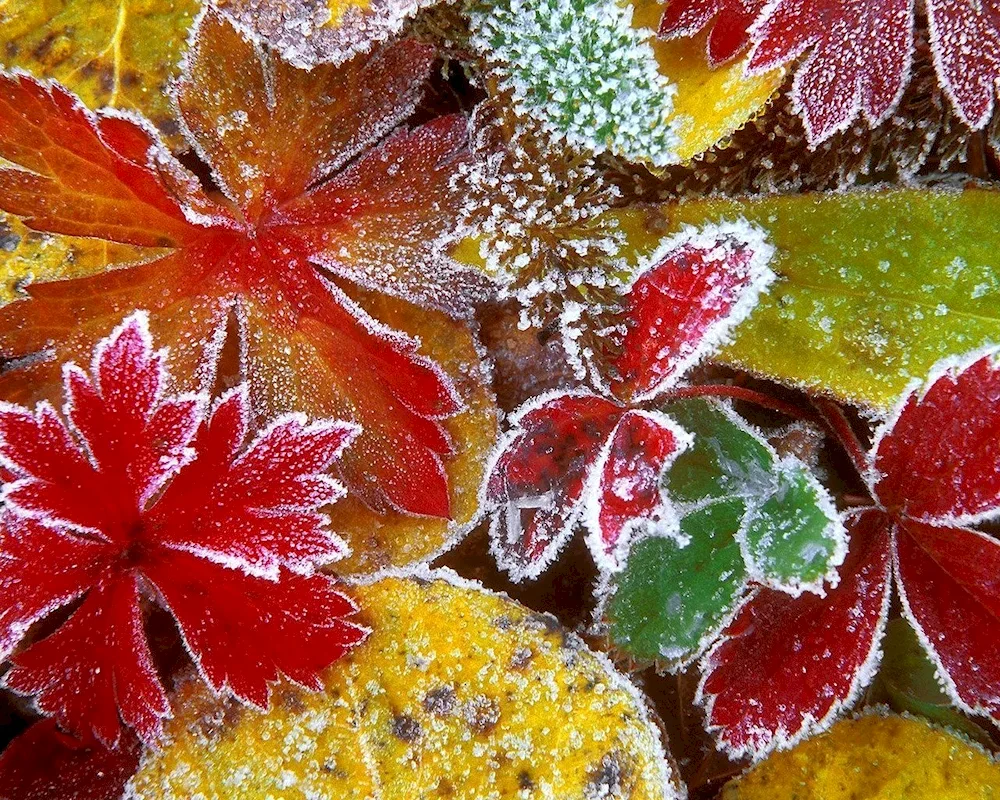 Autumn snow