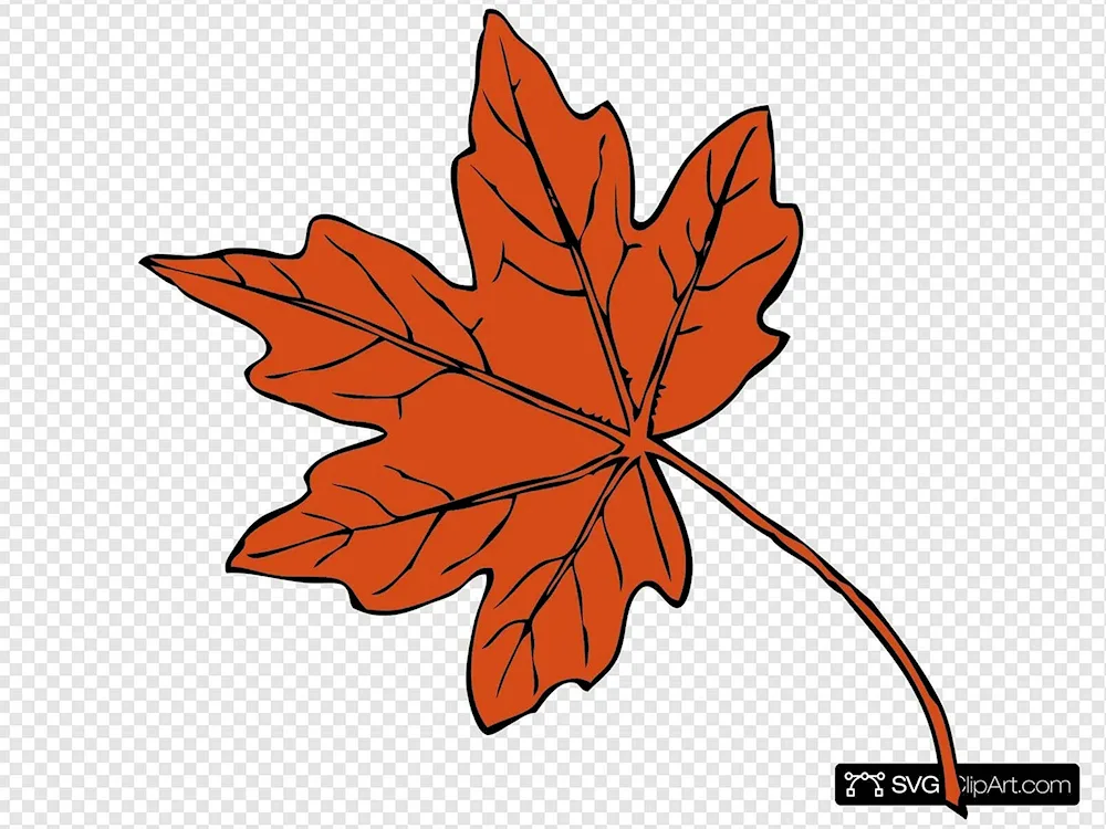 Autumn leaf