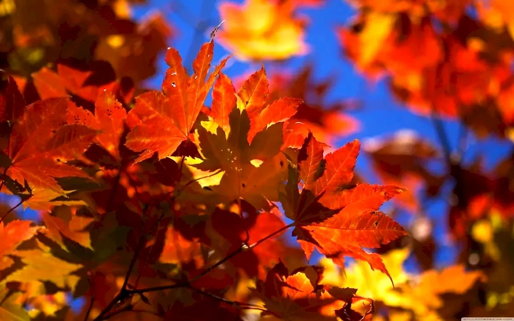 Autumn wallpaper