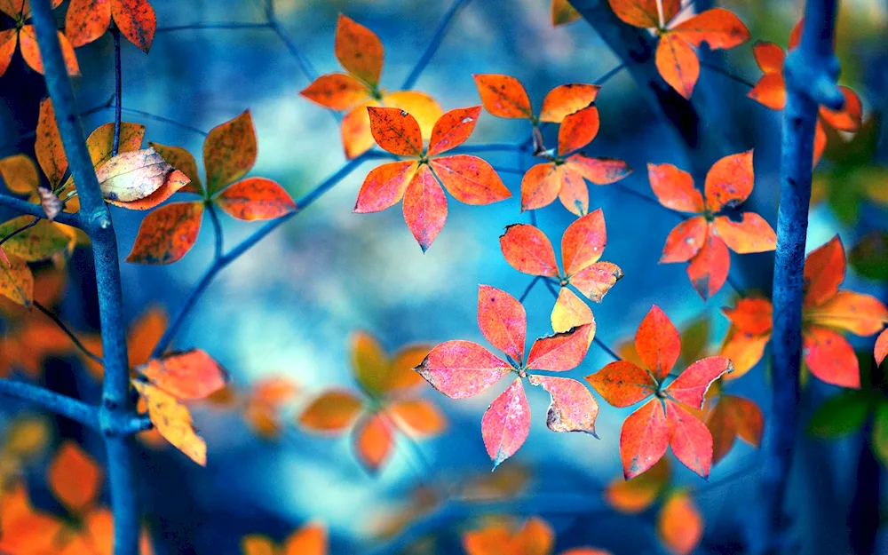 Autumn wallpaper