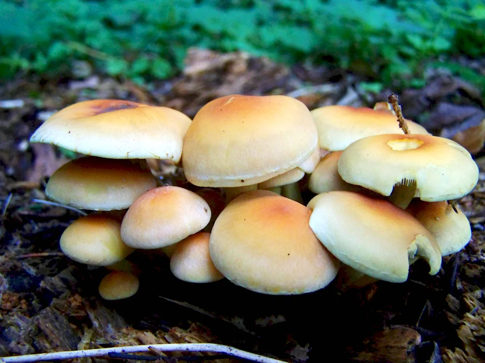 Brown mushroom