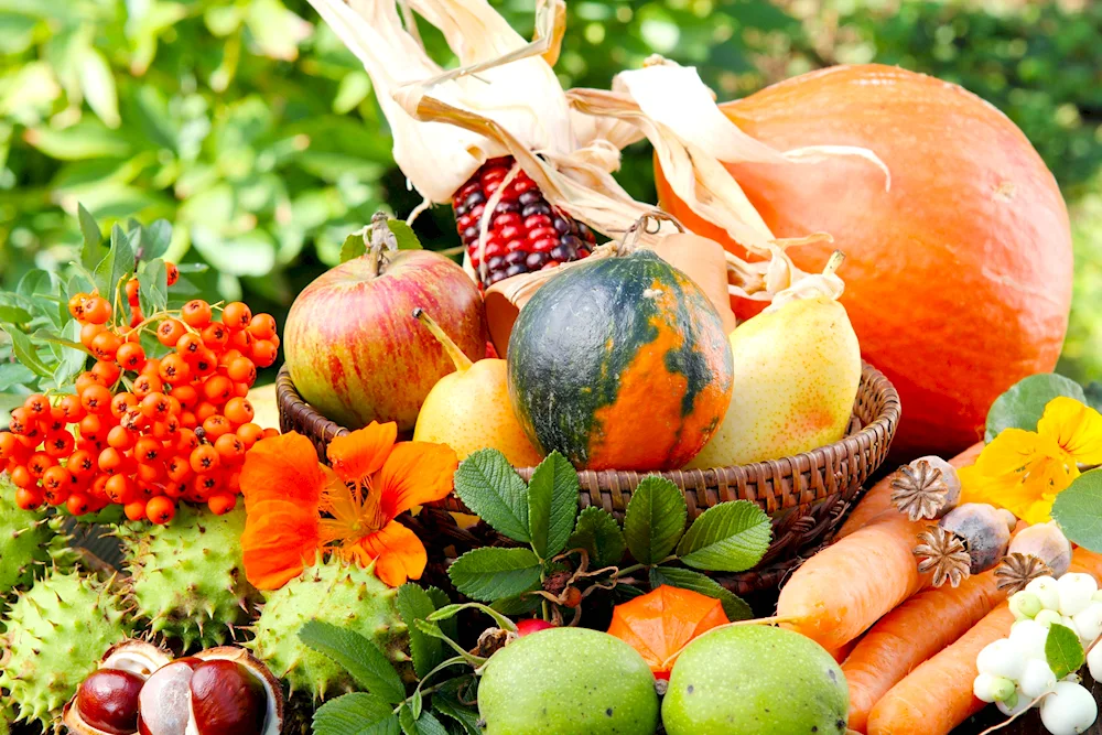 Autumn vegetable garden