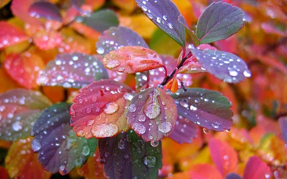 Rainful autumn