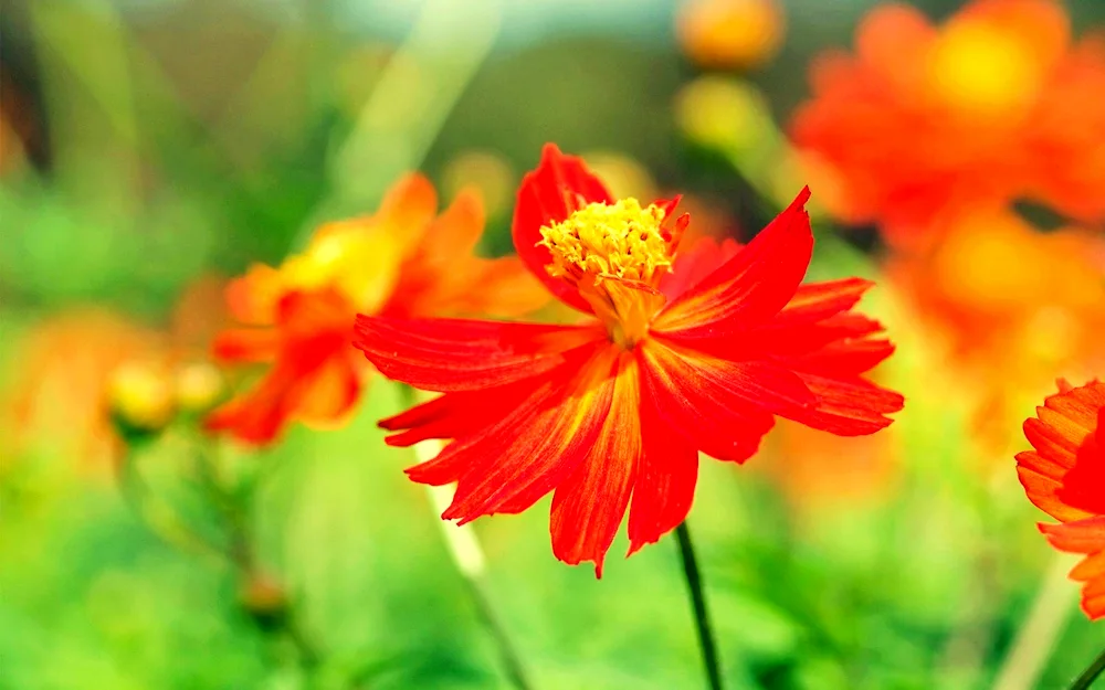 Autumn flowers