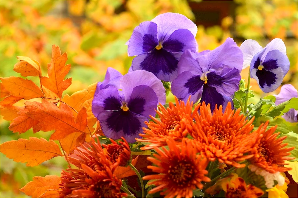 Autumn flowers Pansies