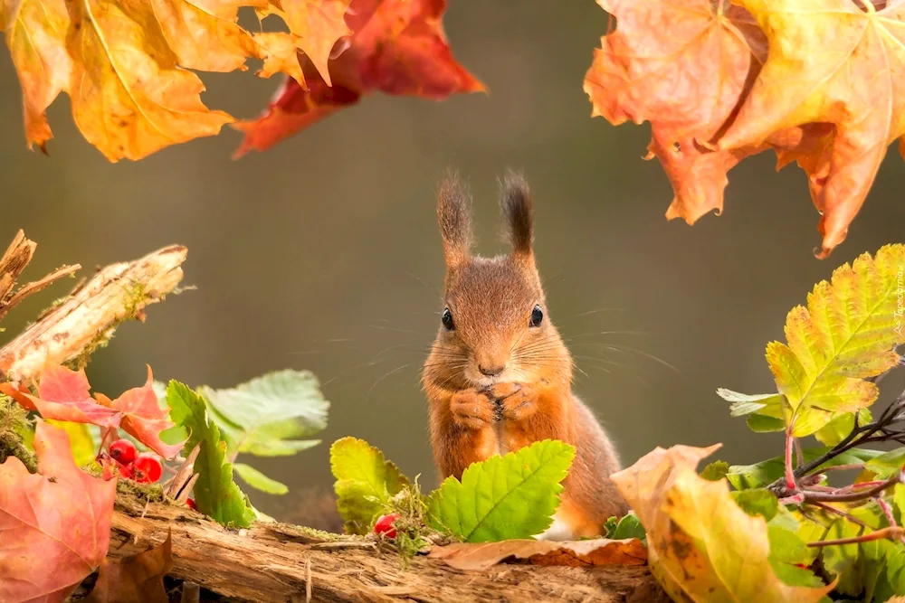 Autumn nature